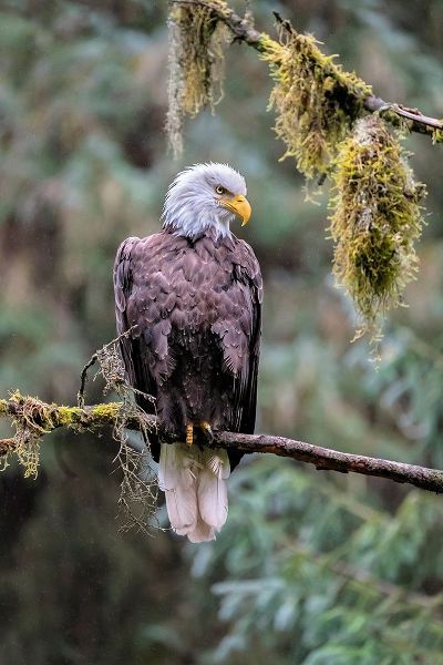 Bald Eagle-Anan Creek-Wrangell-Alaska-USA